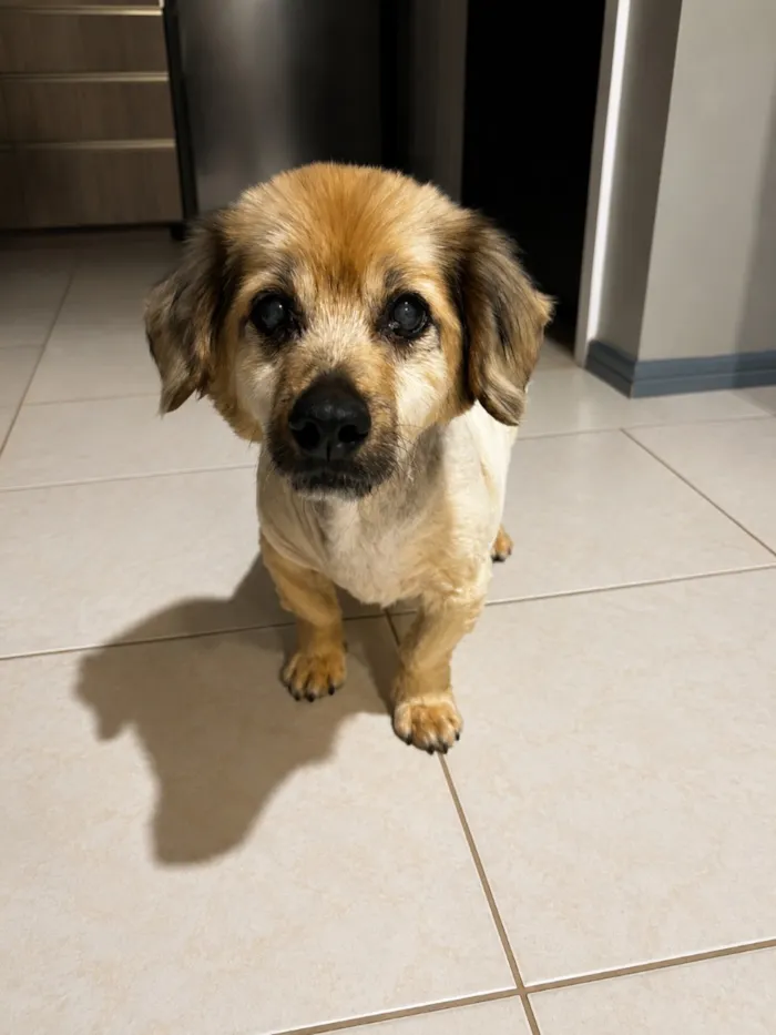 Cachorro raça SRD-ViraLata idade 6 ou mais anos nome Alberto Resmo