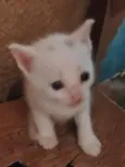 gatinhos 