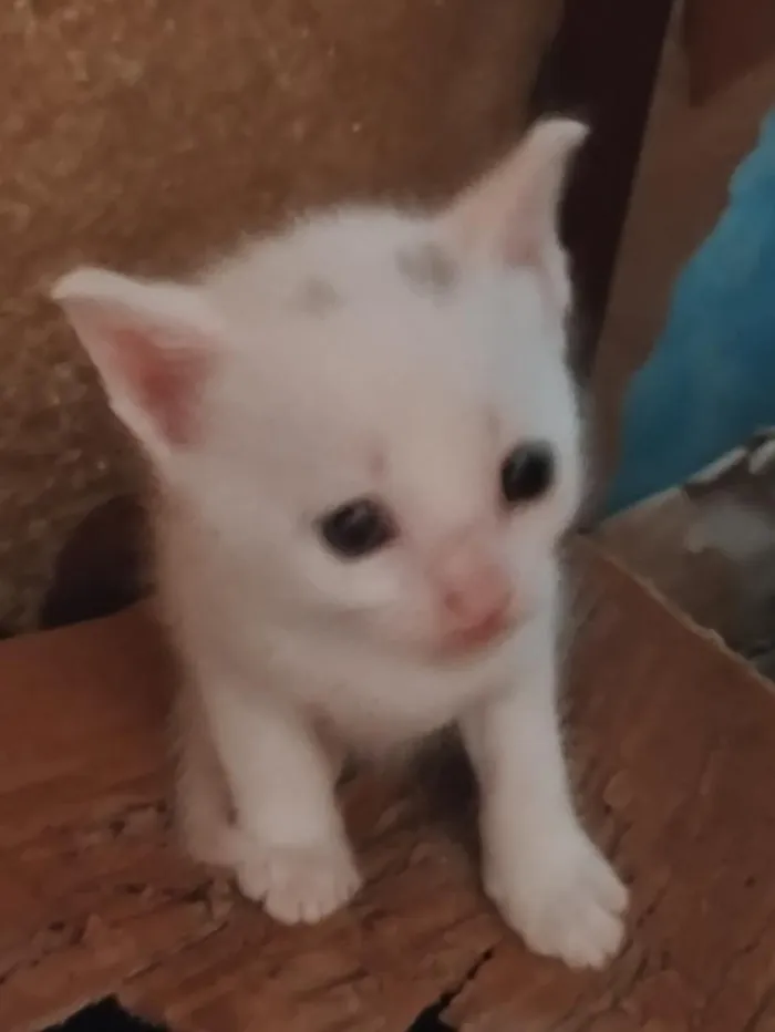 Gato raça SRD-ViraLata idade Abaixo de 2 meses nome gatinhos 