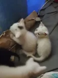 gatinhos 