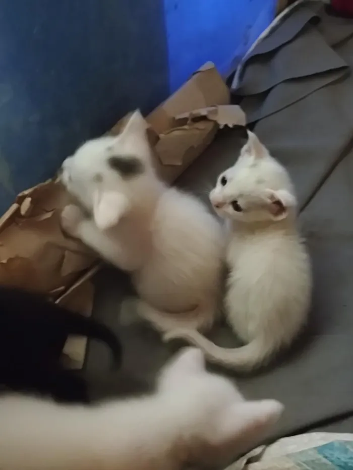 Gato raça SRD-ViraLata idade Abaixo de 2 meses nome gatinhos 