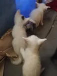 gatinhos 