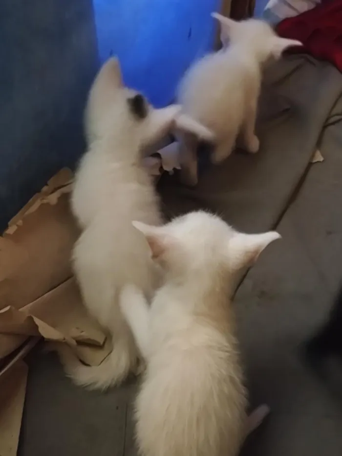 Gato raça SRD-ViraLata idade Abaixo de 2 meses nome gatinhos 