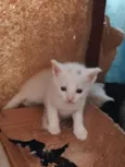 gatinhos 