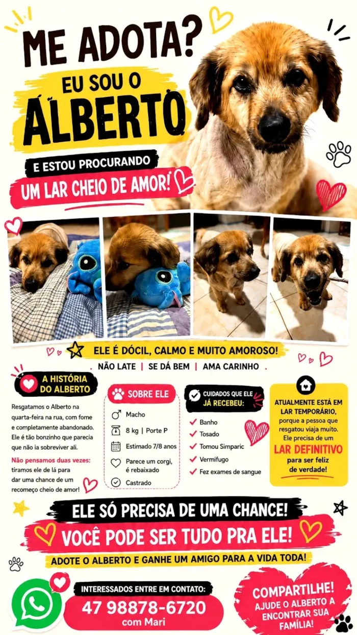 Cachorro raça SRD-ViraLata idade 6 ou mais anos nome Alberto Resmo