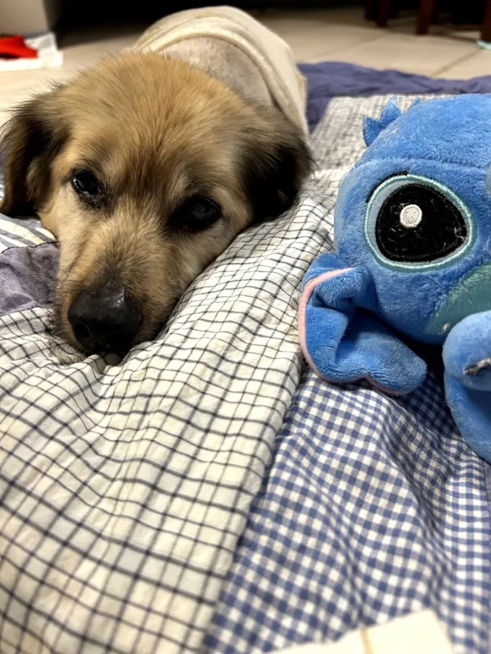 Cachorro raça SRD-ViraLata idade 6 ou mais anos nome Alberto Resmo