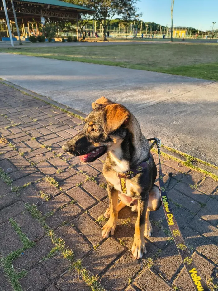 Cachorro raça SRD-ViraLata idade 2 a 6 meses nome Bob