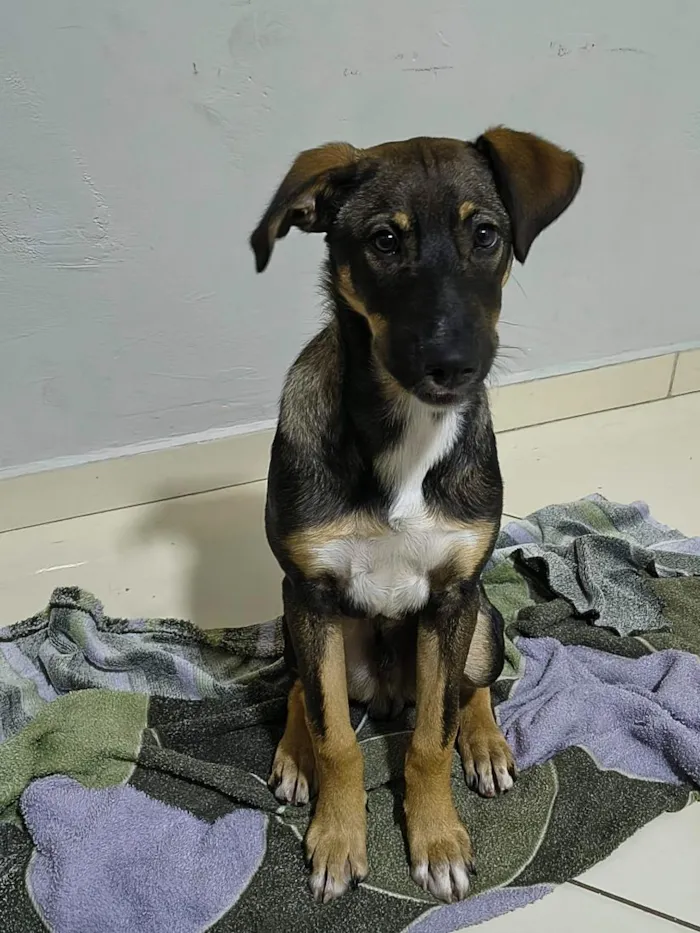 Cachorro raça SRD-ViraLata idade 2 a 6 meses nome Bob
