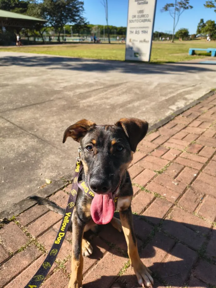 Cachorro raça SRD-ViraLata idade 2 a 6 meses nome Bob