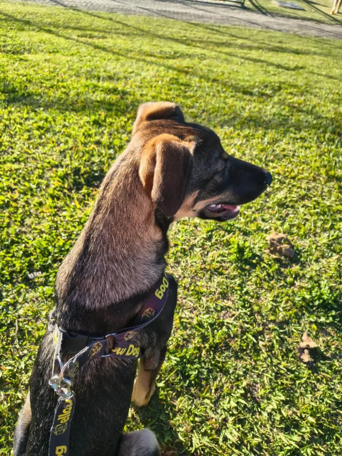 Cachorro raça SRD-ViraLata idade 2 a 6 meses nome Bob