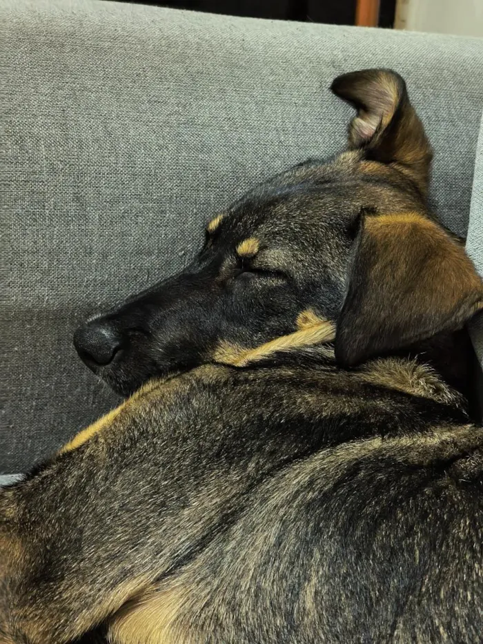 Cachorro raça SRD-ViraLata idade 2 a 6 meses nome Bob