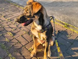 Cachorro raça SRD-ViraLata idade 2 a 6 meses nome Bob