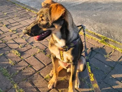 Cachorro raça SRD-ViraLata idade 2 a 6 meses nome Bob