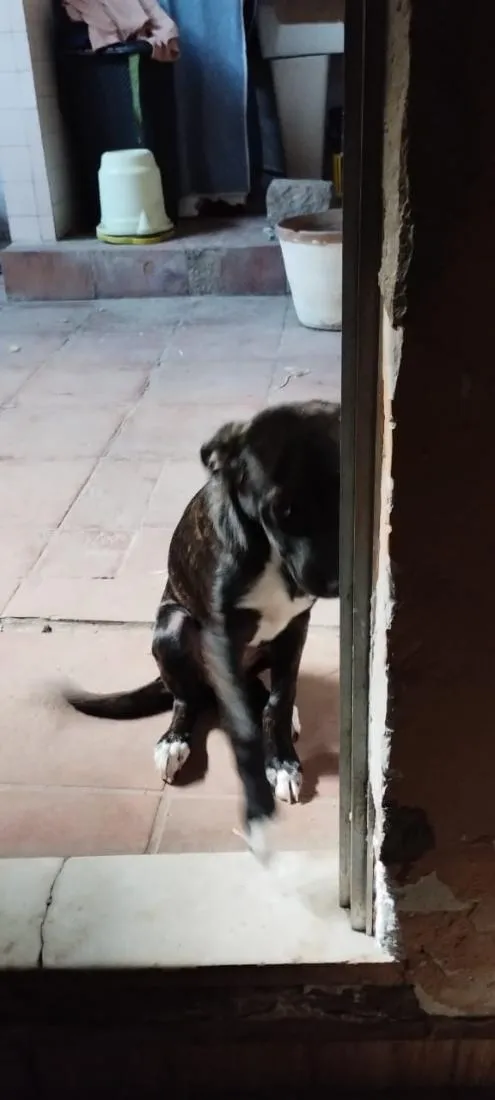 Cachorro raça SRD-ViraLata idade 7 a 11 meses nome Beethoven 