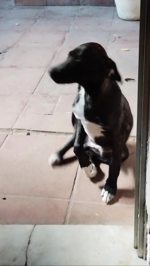 Cachorro raça SRD-ViraLata idade 7 a 11 meses nome Beethoven 