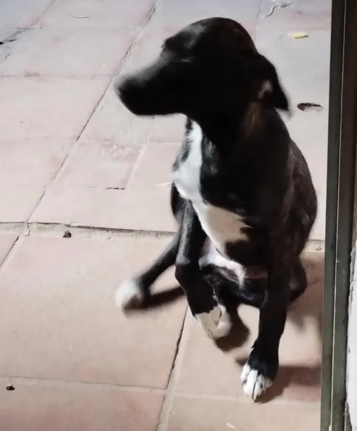 Cachorro raça SRD-ViraLata idade 7 a 11 meses nome Beethoven 