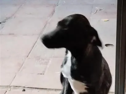 Cachorro raça SRD-ViraLata idade 7 a 11 meses nome Beethoven 