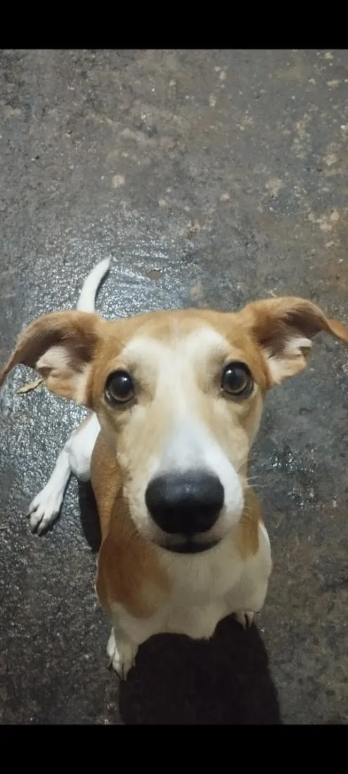 Cachorro raça SRD-ViraLata idade 3 anos nome Toby
