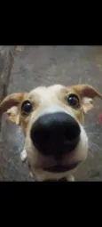 Toby