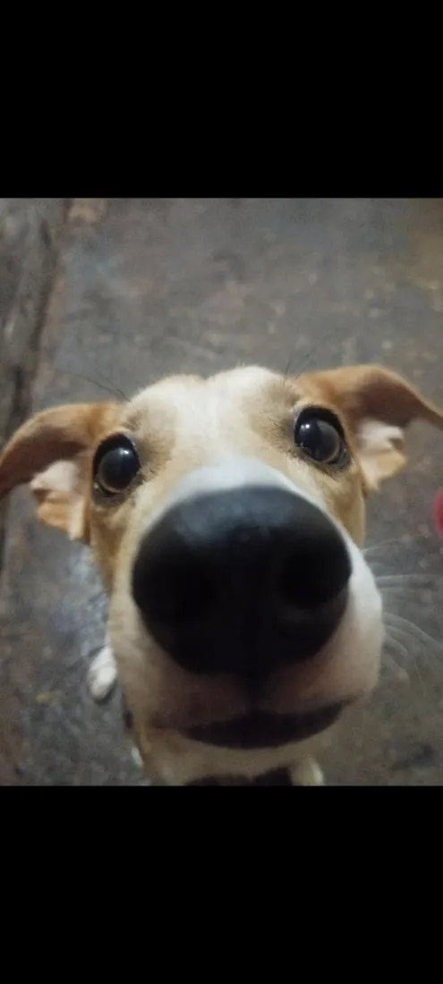 Cachorro raça SRD-ViraLata idade 3 anos nome Toby