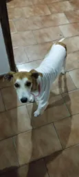 Toby