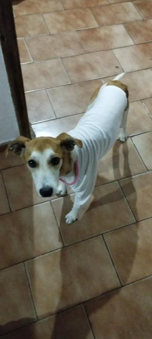 Cachorro raça SRD-ViraLata idade 3 anos nome Toby