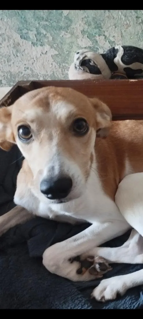 Cachorro raça SRD-ViraLata idade 3 anos nome Toby