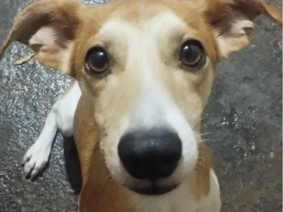 Cachorro raça SRD-ViraLata idade 3 anos nome Toby