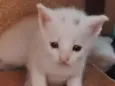 gatinhos 
