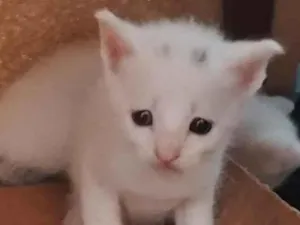 Gato raça SRD-ViraLata idade Abaixo de 2 meses nome gatinhos 