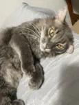 Loki