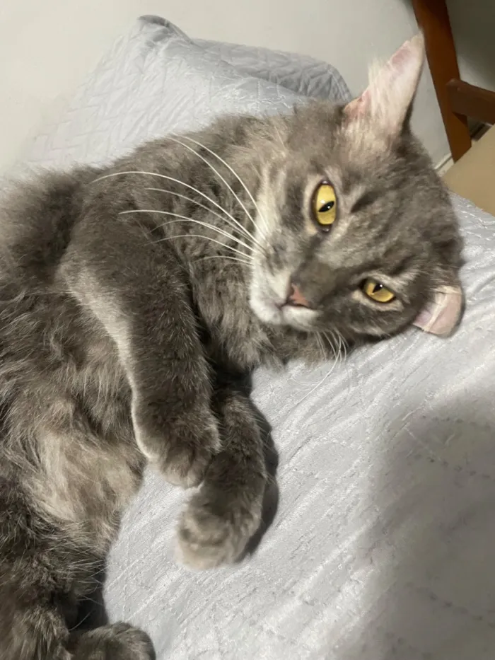 Gato raça SRD-ViraLata idade 3 anos nome Loki