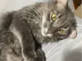 Loki
