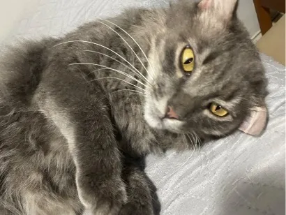 Gato raça SRD-ViraLata idade 3 anos nome Loki