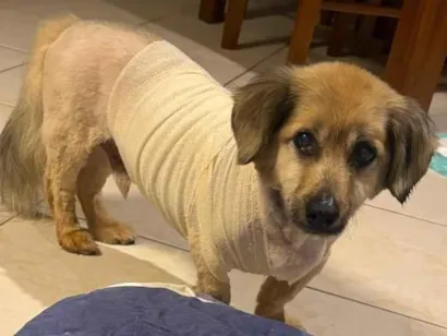 Cachorro raça SRD-ViraLata idade 6 ou mais anos nome Alberto Resmo