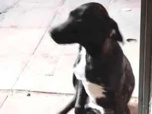 Cachorro raça SRD-ViraLata idade 7 a 11 meses nome Beethoven 