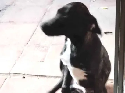 Cachorro raça SRD-ViraLata idade 7 a 11 meses nome Beethoven 