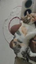 Petúnia