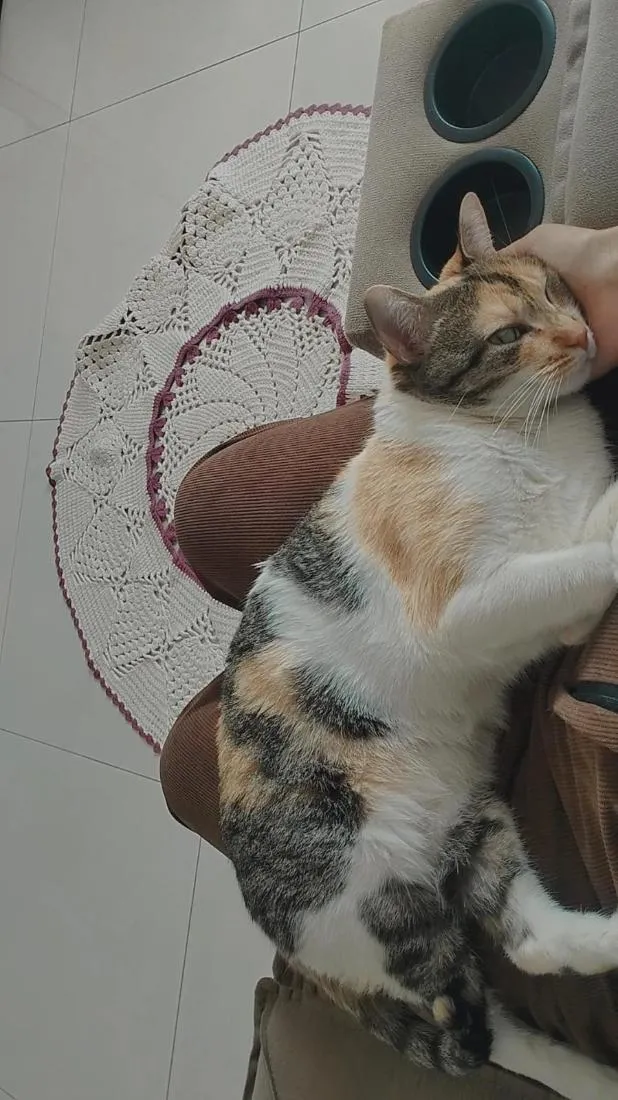 Gato raça SRD-ViraLata idade 3 anos nome Petúnia