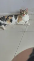 Petúnia