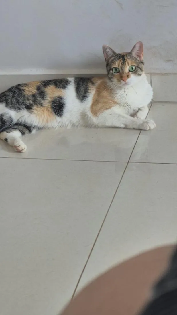 Gato raça SRD-ViraLata idade 3 anos nome Petúnia