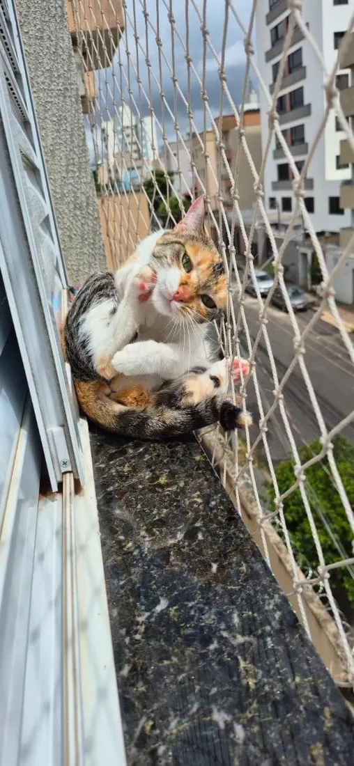 Gato raça SRD-ViraLata idade 3 anos nome Petúnia