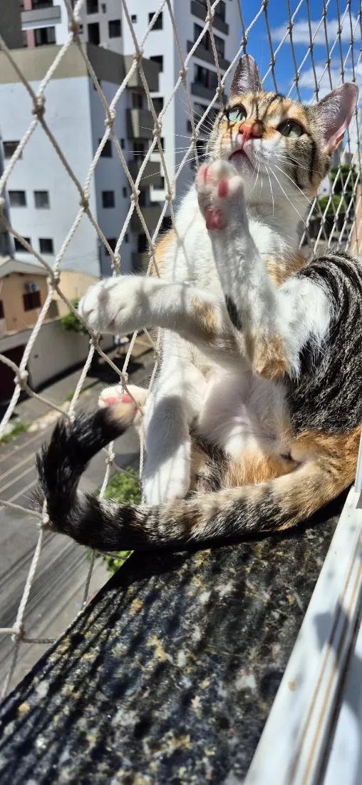 Gato raça SRD-ViraLata idade 3 anos nome Petúnia