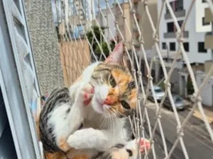 Gato raça SRD-ViraLata idade 3 anos nome Petúnia