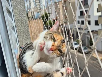 Gato raça SRD-ViraLata idade 3 anos nome Petúnia