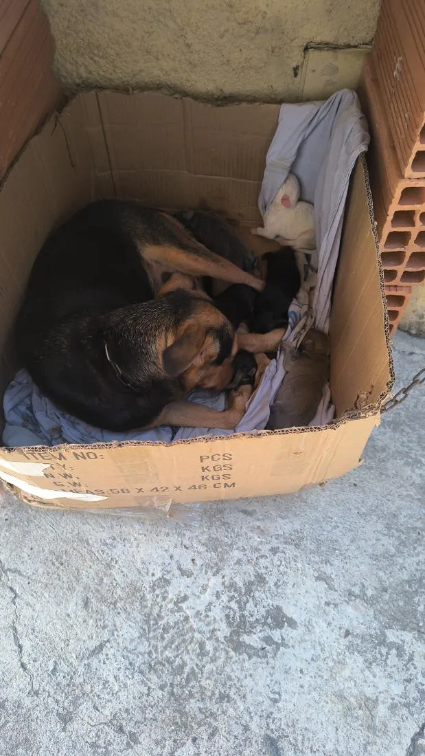 Cachorro raça SRD-ViraLata idade 1 ano nome Belinha 