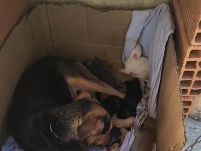 Cachorro raça SRD-ViraLata idade 1 ano nome Belinha 