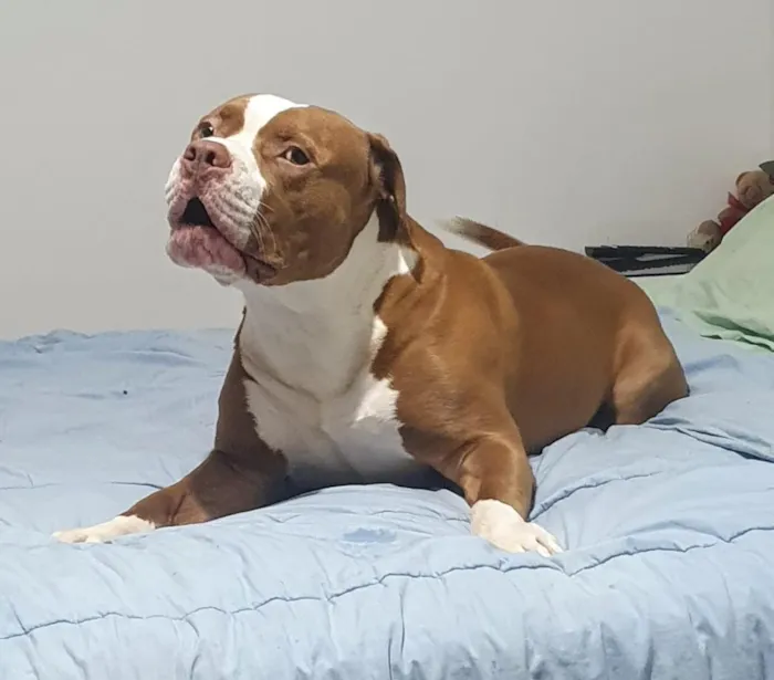 Cachorro raça Pit-Bull idade 4 anos nome Zeus 