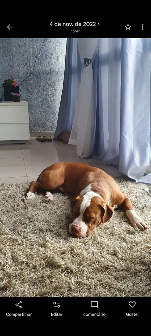 Cachorro raça Pit-Bull idade 4 anos nome Zeus 