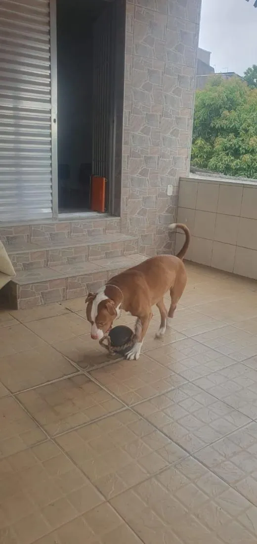 Cachorro raça Pit-Bull idade 4 anos nome Zeus 